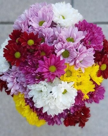 Fresh Cut flower accent